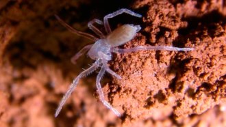 A pale spider rests on rust-tinged soil.