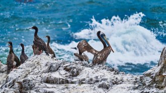 Seabirds in Peru stand on a rock covered in guano, a nitrogen-rich natural fertilizer.