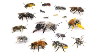 A composite image showing a variety of bees that got trapped on sticky paper on car bumpers as part of research figuring out the toll cars take on the pollinators.