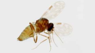 a picture of a midge, which is a very small fly, that transmits the Oropouche virus