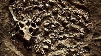 A photo of a dinosaur fossil bed