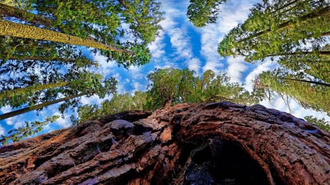 A view looking up at a large tree from the base, showing the looming trunk, the leaves, and the sky.