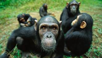 A chimpanzee looks closely into the camera, while four other chimps sit in a group close behind her