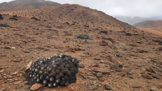 Several black mounds of cactus dot a rocky, hilly landscape