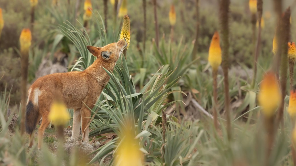 A small reddish-orange wolf stretches its neck to lick nectar from the bottom of a cone-shaped flower. The wolf is standing in a field of the flowers.