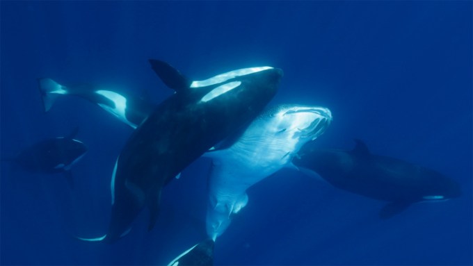 A pod of orcas is shown attacking whale shark underwater.