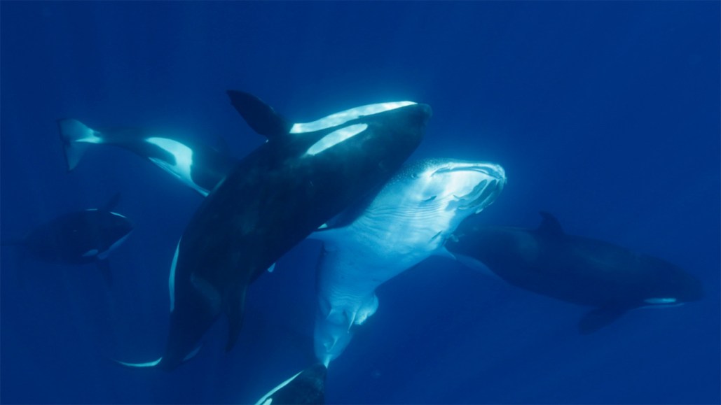 A pod of orcas is shown attacking whale shark underwater.