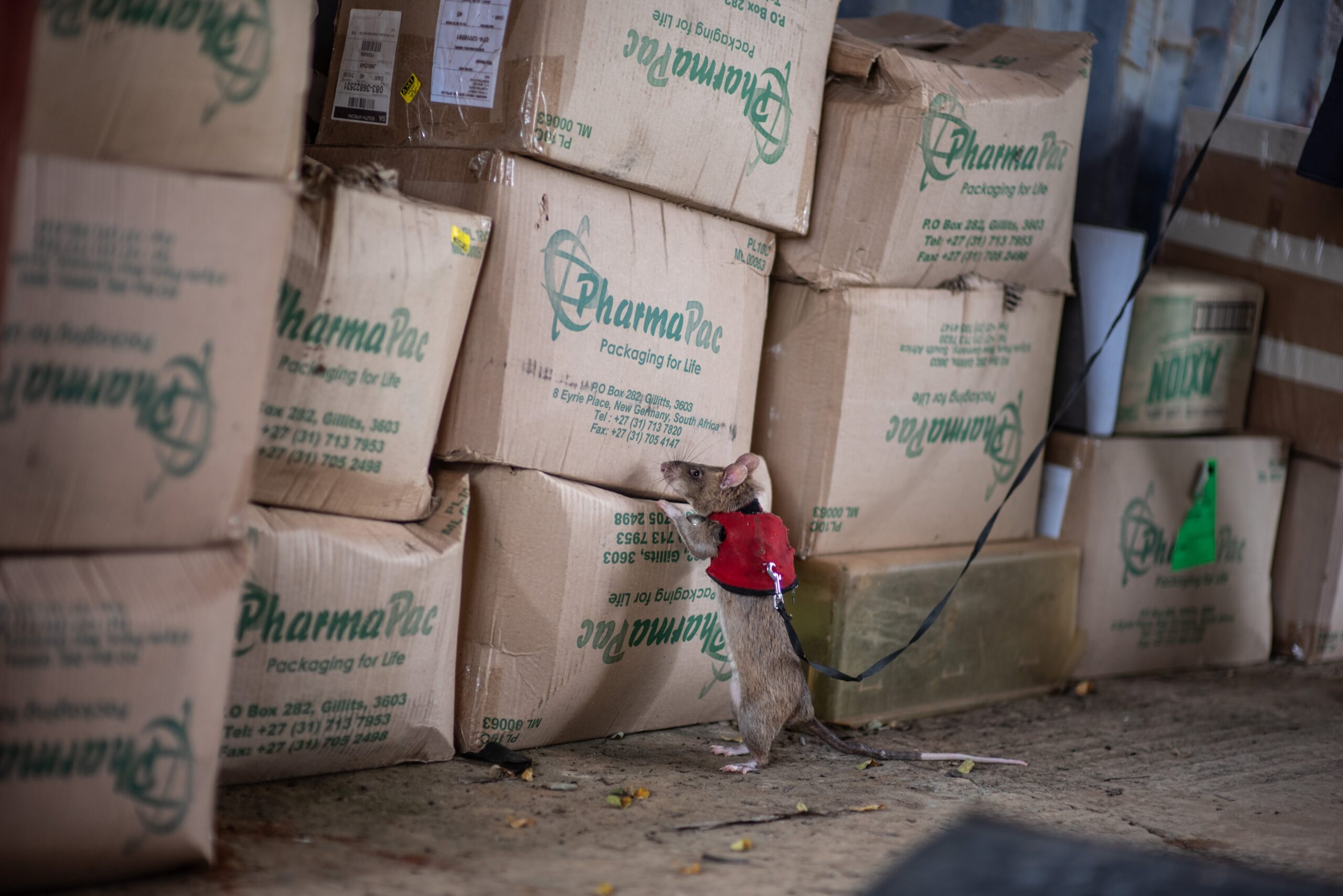 A rat wearing a tiny red vest stands near a pile of boxes.