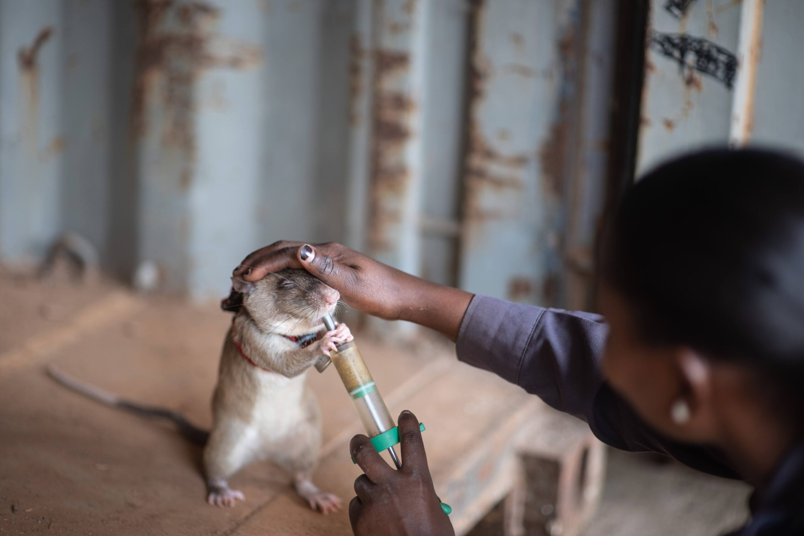 A woman feeds a rat a treat through a giant syringe while touching it's head.